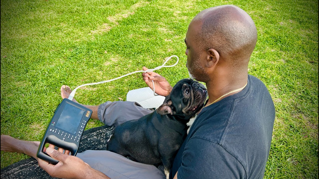 Doing Dream’s Ultrasound OUTSIDE for the First Time! | Life as Rosharon Frenchie Breeders
