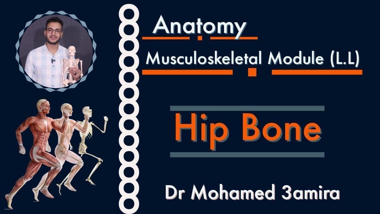 Hip bone