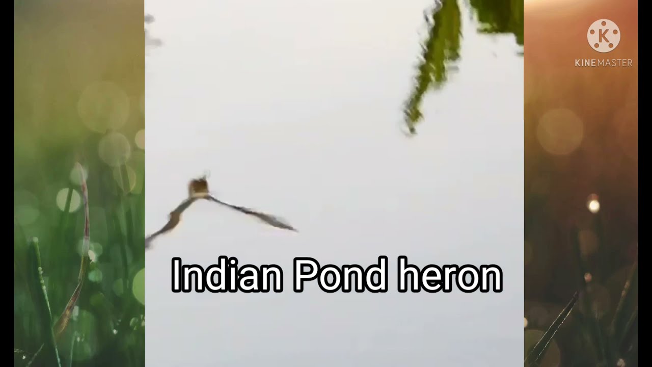 Flight of the Paddy Birds | Flying Indian Pond Heron birds | #flying_birds