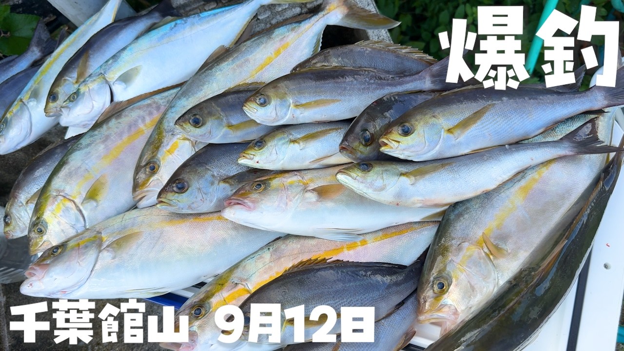 【爆釣】イサキ！ショゴ！館山！落とし込みが最高に釣れる！カヤックフィッシング館山釣り水中映像2025年9月12日