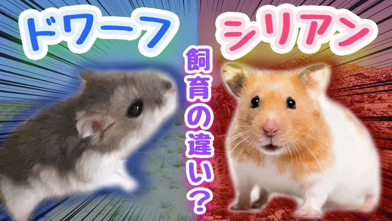 ドワーフハムスターとシリアンハムスターの飼育の違い