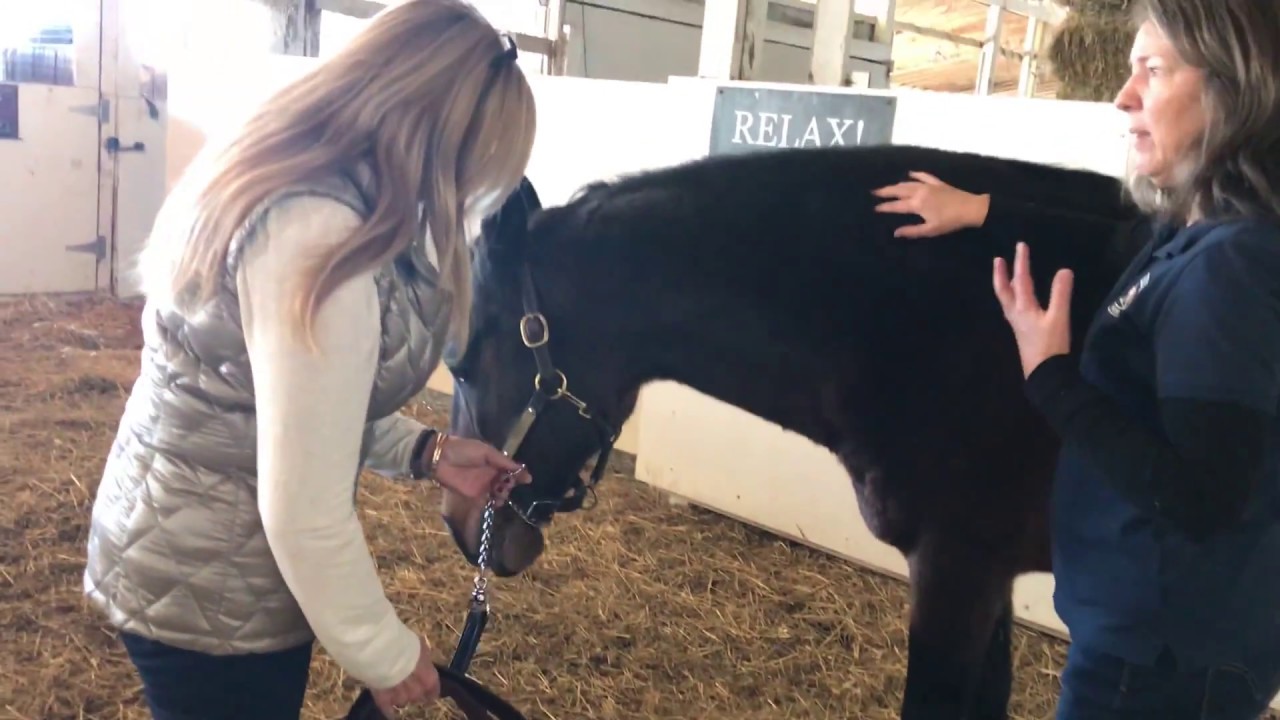 Release Your Horse's Tension Through the Bladder Meridian