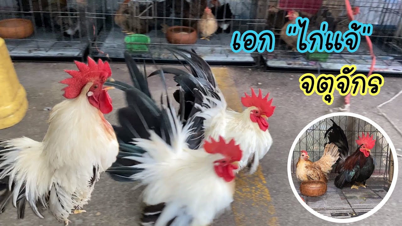 Zing’s Day I ร้านพี่เอกไก่แจ้ตลาดจตุจักร