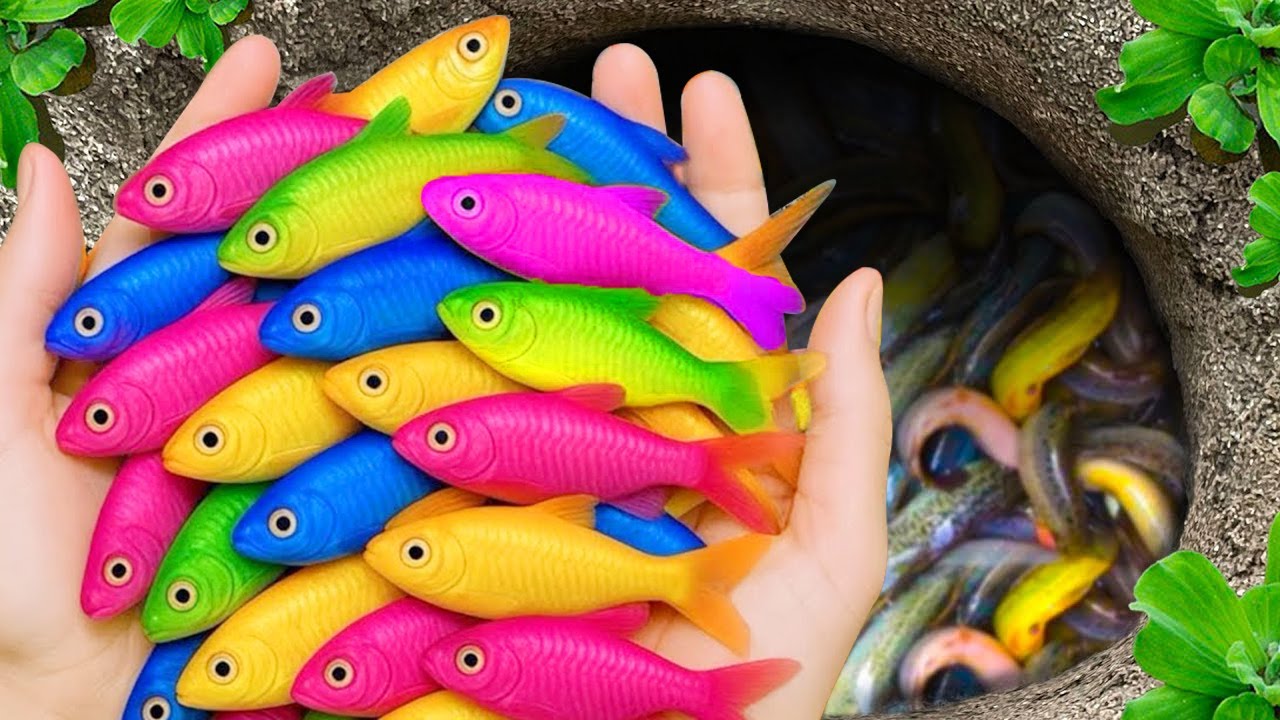 Catch beautiful aquarium fish in small pond baby turtles, eel, discus nemo fish, cute fish, tadpoles
