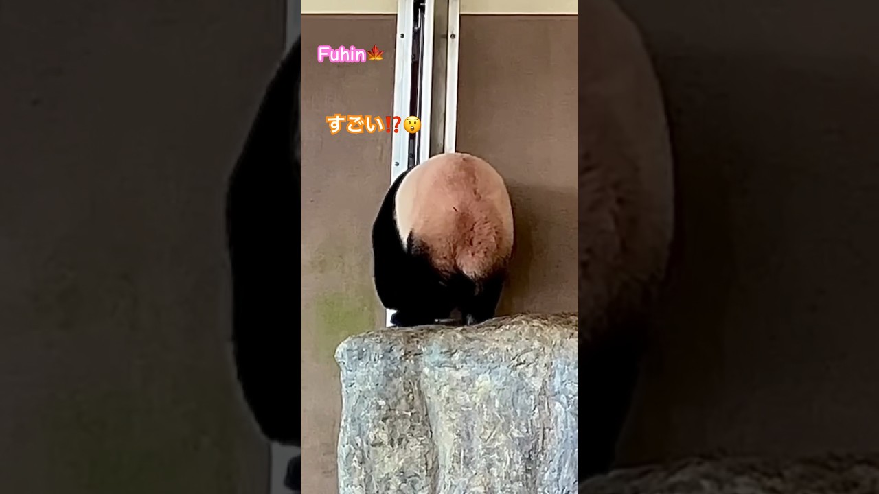 天才子パンダ楓浜🍁【決定的瞬間】ワイヤーロープを⁉️好奇心旺盛😂#shorts #panda #楓浜