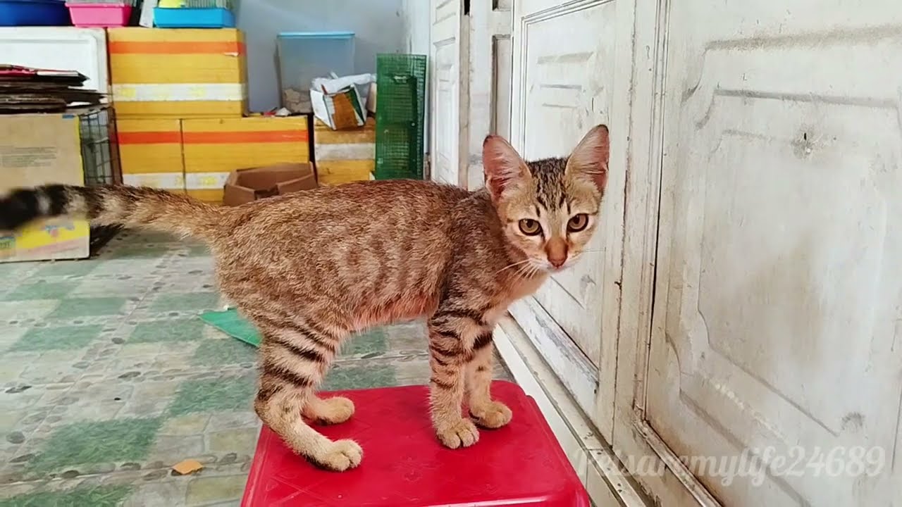 The Tabby Kitten Has Recovered From Its Leg Pain And The Black Kitten’s Fever Is Gone.