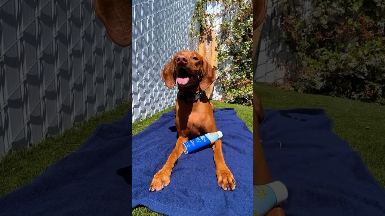 Sunscreen for Dogs?! (How to Apply) | Petco #dog #sunprotection