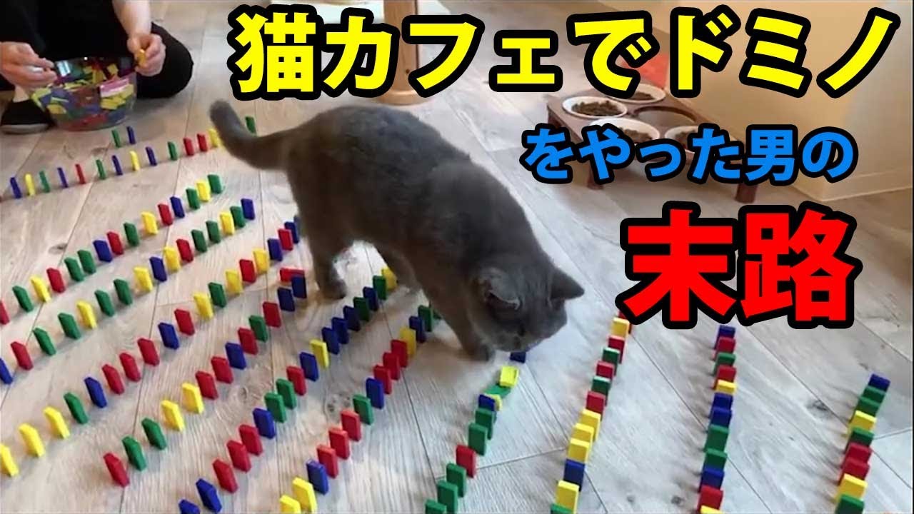 猫カフェでドミノ千枚チャレンジ！ダイジェスト