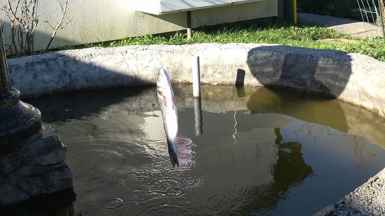 ZLOČESTI ERTEVEJCI 2