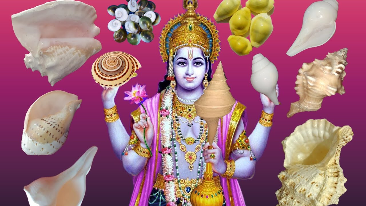 Pondicherry Beach natural Panch Mukhi Blowing Shankh Benefits ll aThis can benefit for  SEASHELLS