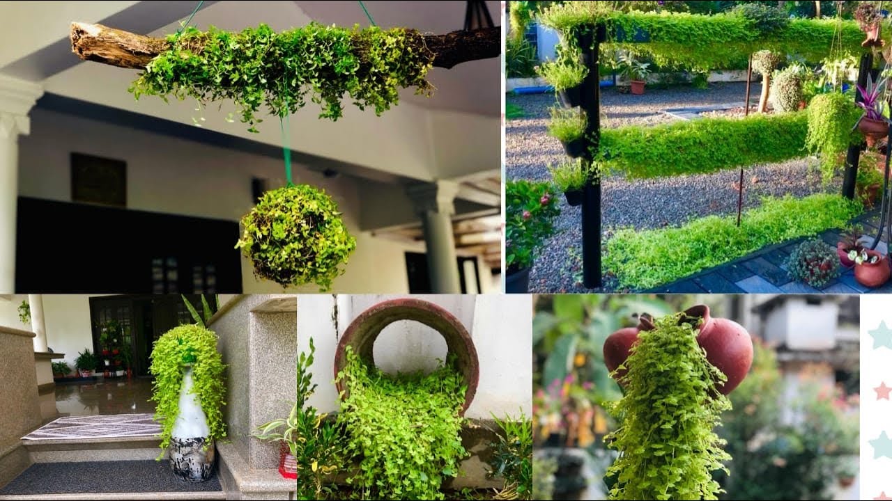 Tips&tricks for growing turtle vine | Turtle vine creations (മലയാളം )