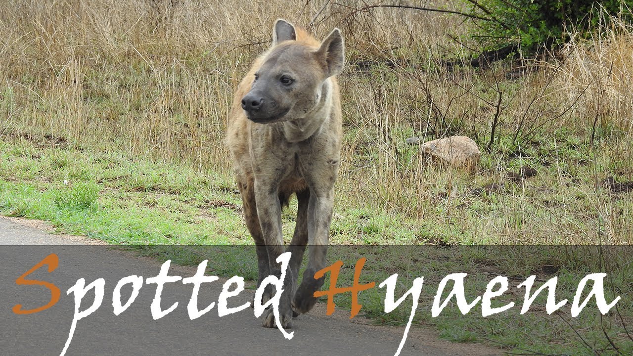 Spotted Hyena (Crocuta crocuta) Wooping Call, Laugh, Animal Sounds & Video | Stories Of The Kruger
