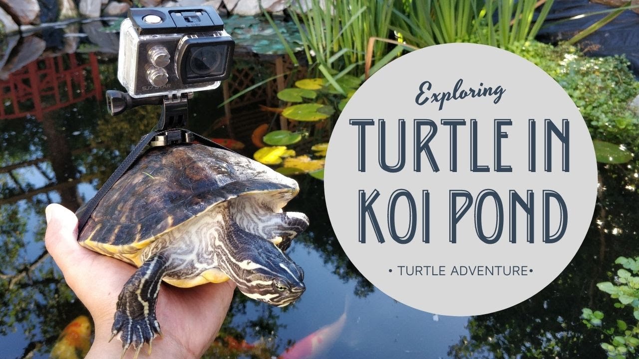 I strapped a GoPro on TURTLE | RIVER COOTER TURTLE | JAPNESE KOI POND | Neptile.king