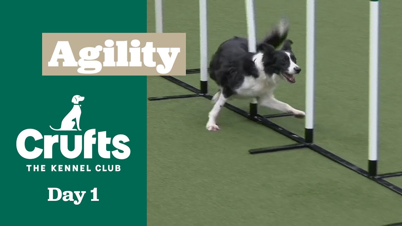 Agility – Championships - Intermediate (Jumping) | ​Crufts 2025