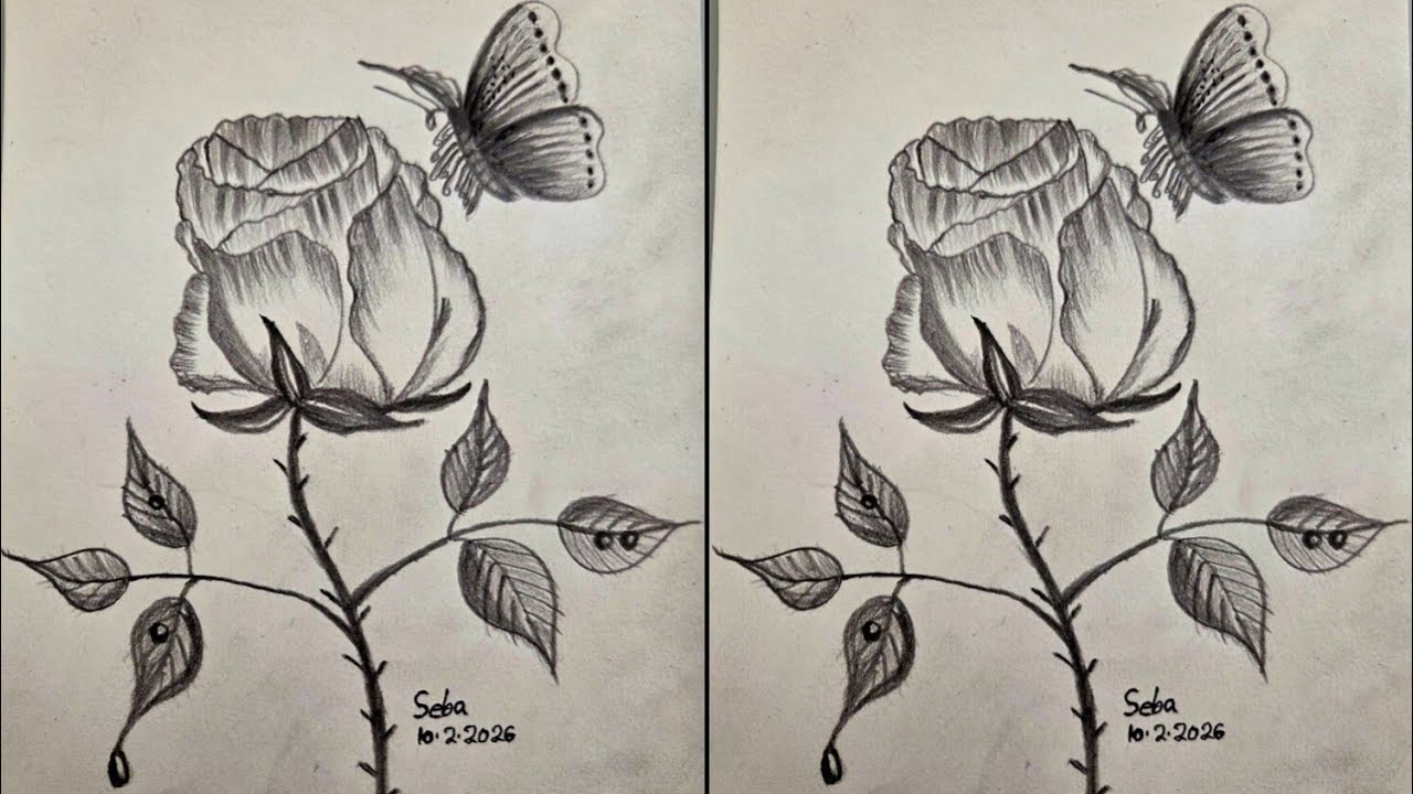 How to draw Rose 🌹 and Butterfly 🦋 | pen drawing video 
