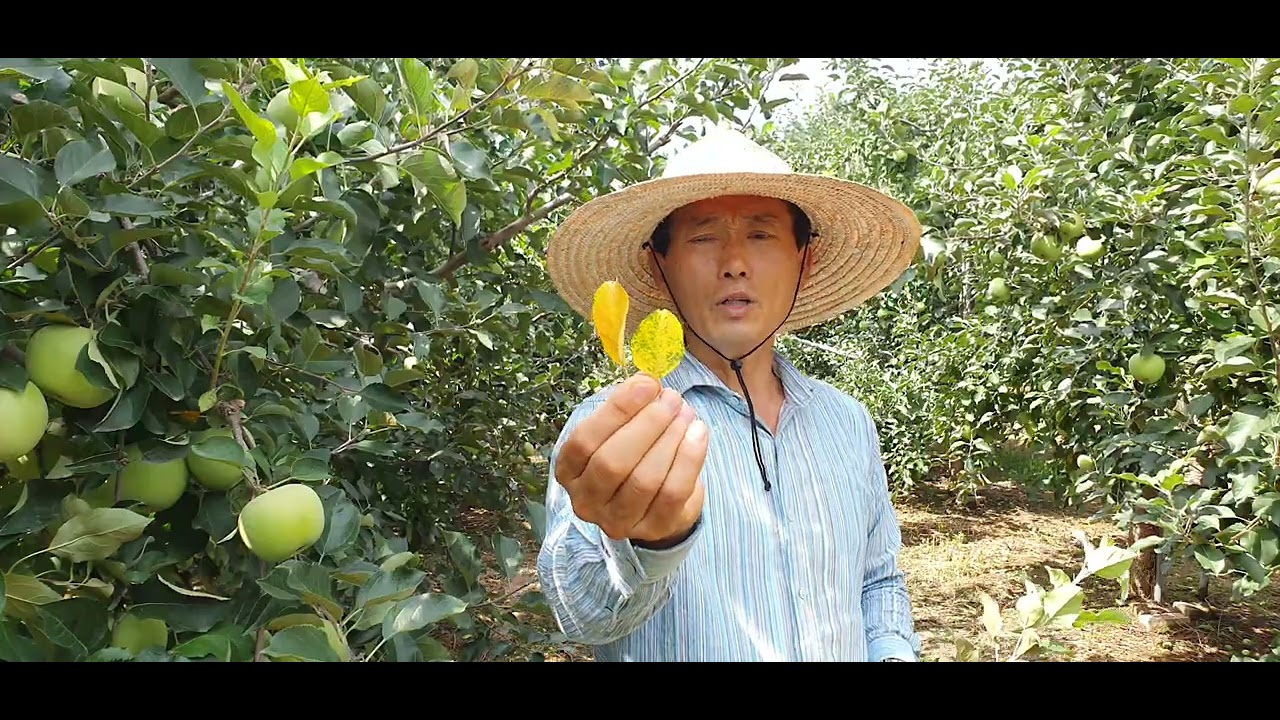 #군위 #사과 #색내기 #비료량 #엽면시비#설탕 #맹물시비 #웃비료 #요소 #당도 #저장양분 #단풍 #내년농사 #동해방지 #유막코팅 #겨울물주기 #황금알농법