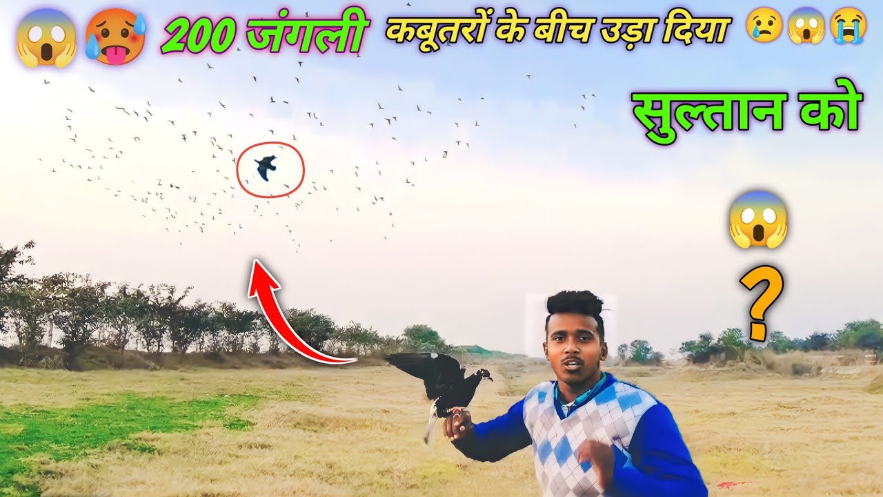 😢😱🦅Sultan pigeon 200 को जंगली कबूतरों के बीच उड़ा दिया 😢😱❔