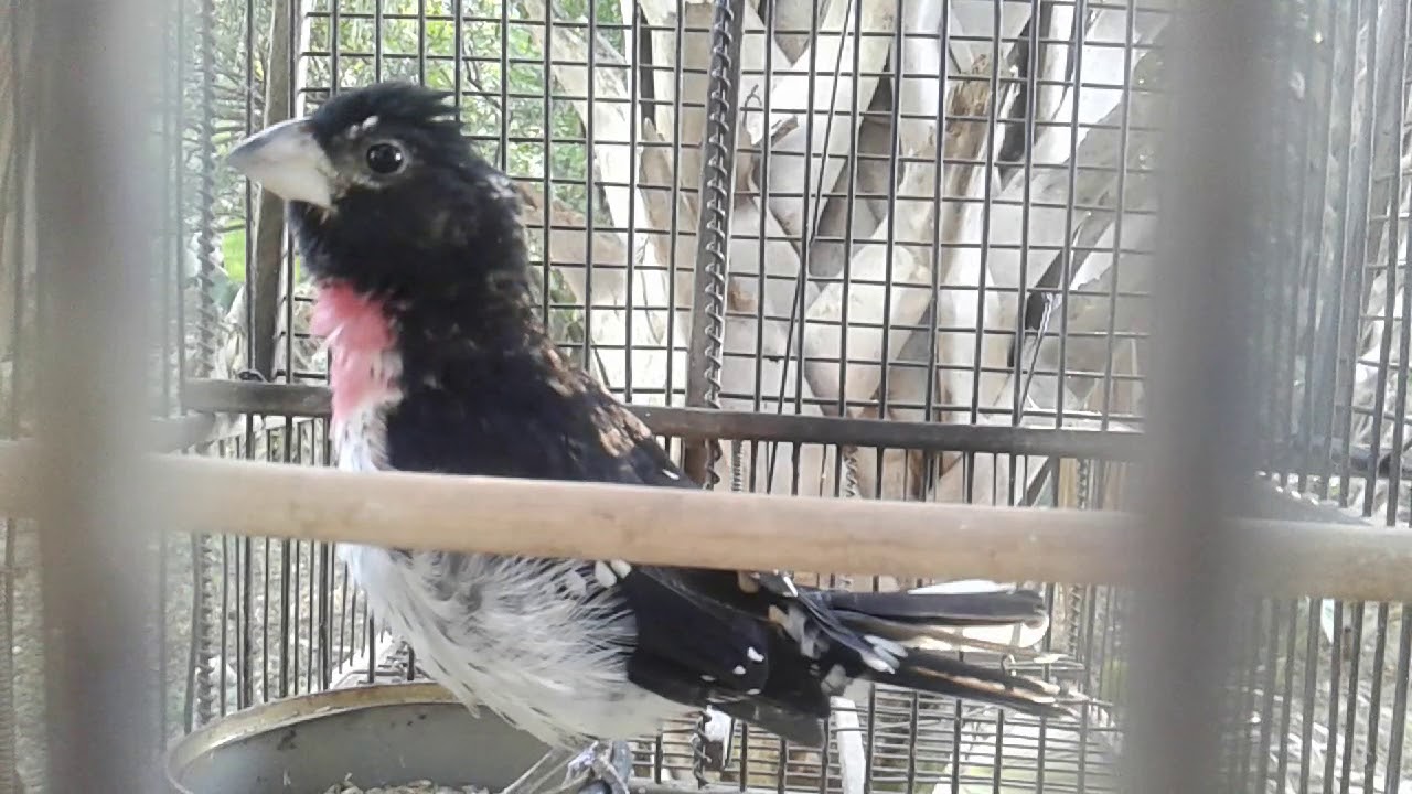 Mi degollado.