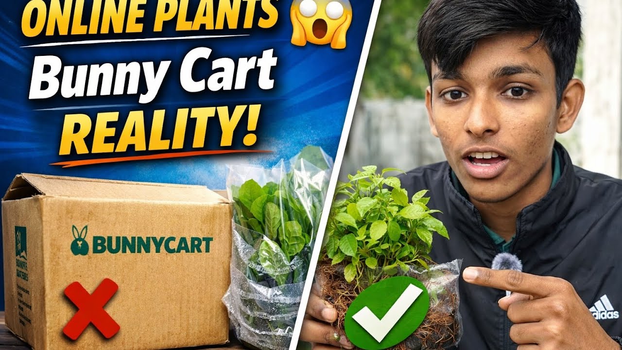 Low-Tech Aquarium Plants for Beginners | Bunnycart Unboxing & Plants Review 