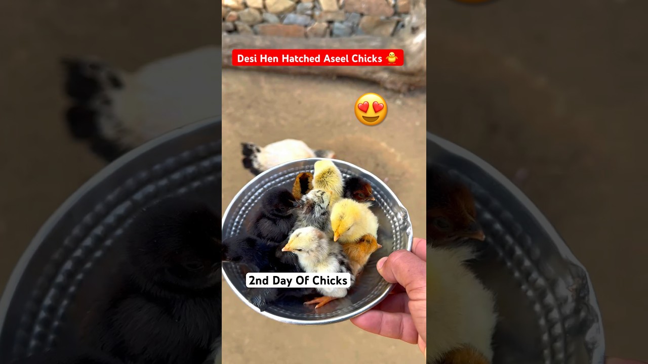 Desi Hen Hatched Aseel Chicks🐥| Wonderful #shorts #rooster #youtubeshorts #chicks
