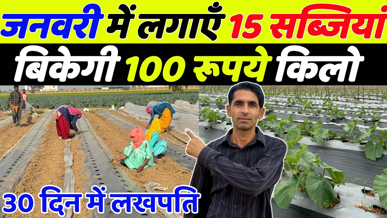 जनवरी में कौनसी सब्जी लगाएँ | January me konsi sabji lagaye | January me Sabji ki kheti |Sabji kheti