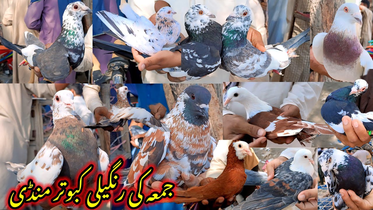 Friday Pigeons Market Fresh Update | Punjab Best Colorfull Pigeon Market | Pigeon Videos Updates 🔥