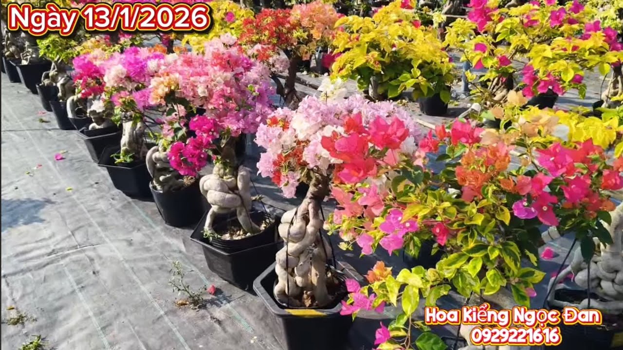 13/1/2026. Golden Buter cup, Golden Damia, Chiều tím, CT nhiều màu, 5mau thima. 0929221616