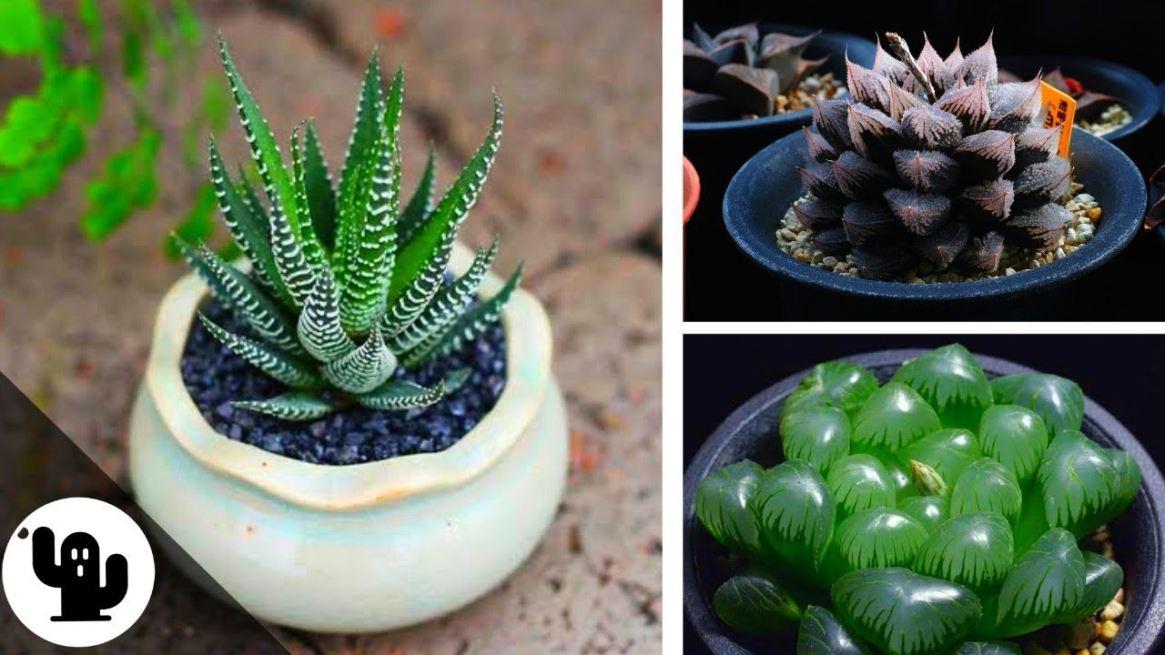 35 Tipos De Haworthia