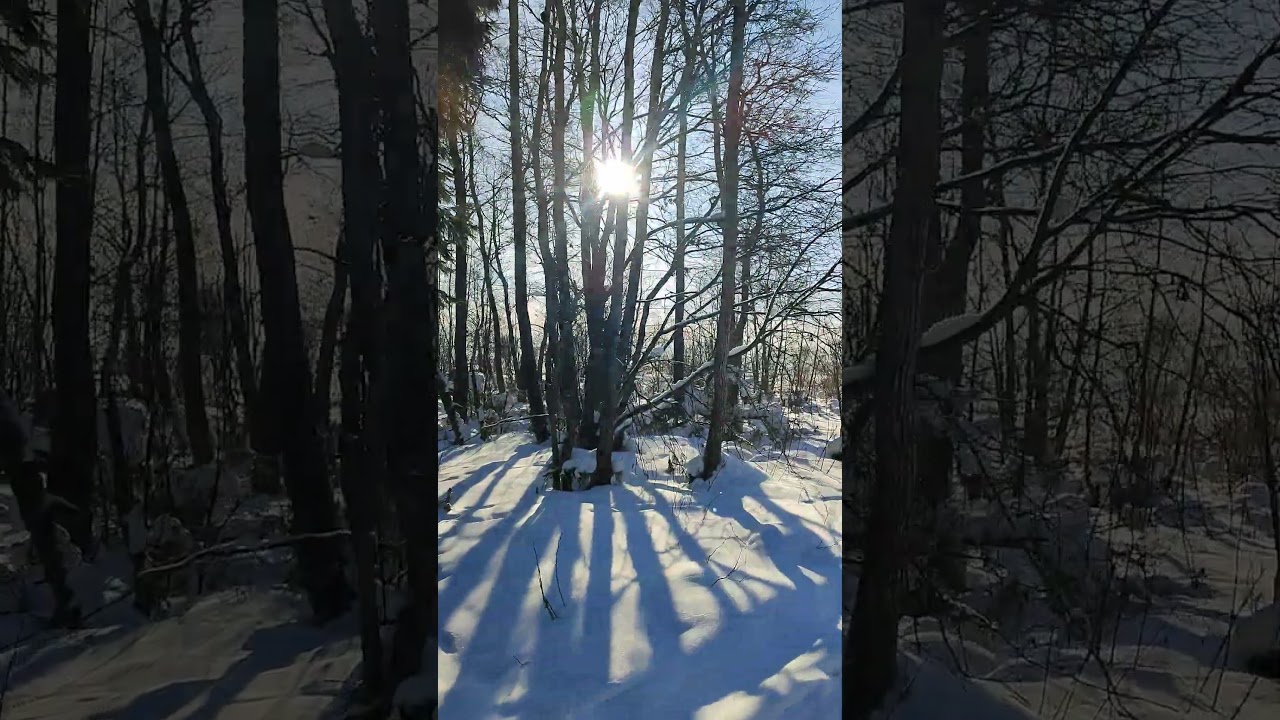 Лес #лес #природа #красота #прекрасное #wood #beauty #nature