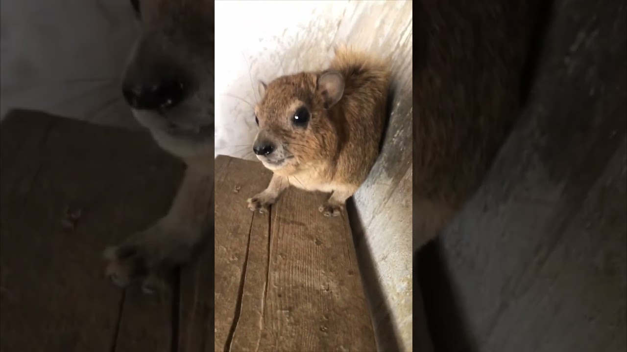 Hyrax Attempting to Scare POV Away