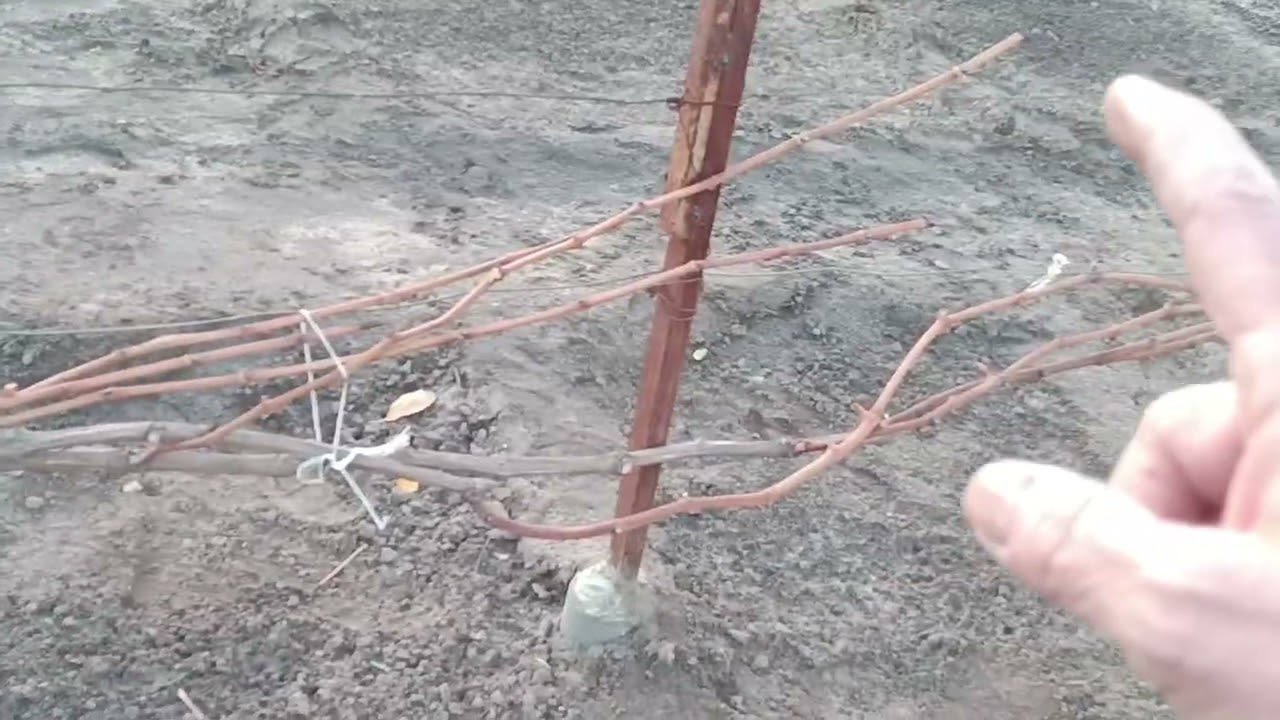 Обрізка виноградних кущів. 