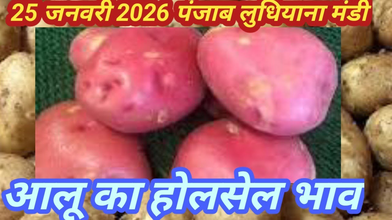 25 जनवरी 2026# पंजाब लुधियाना मंडी # 🥔🥔👍👍👌👌🙏आलू का होलसेल भावक्या रहा#aloo potato price today Punjab