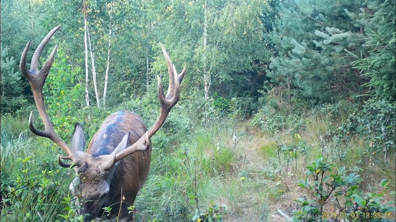Jelenie i Łosie . Fotopułapka. 2022r