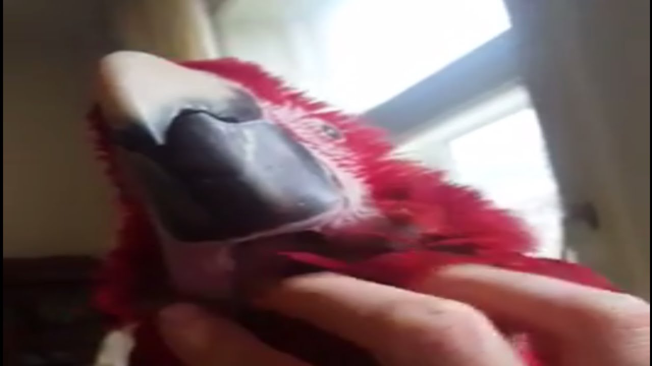 Cuddling Macaw