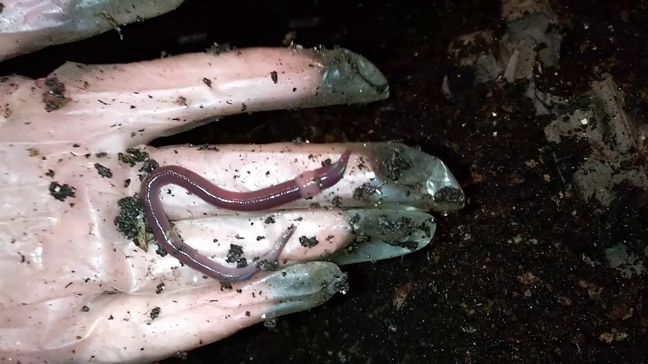 European Night Crawlers vs African Night Crawlers - What You Need to Know