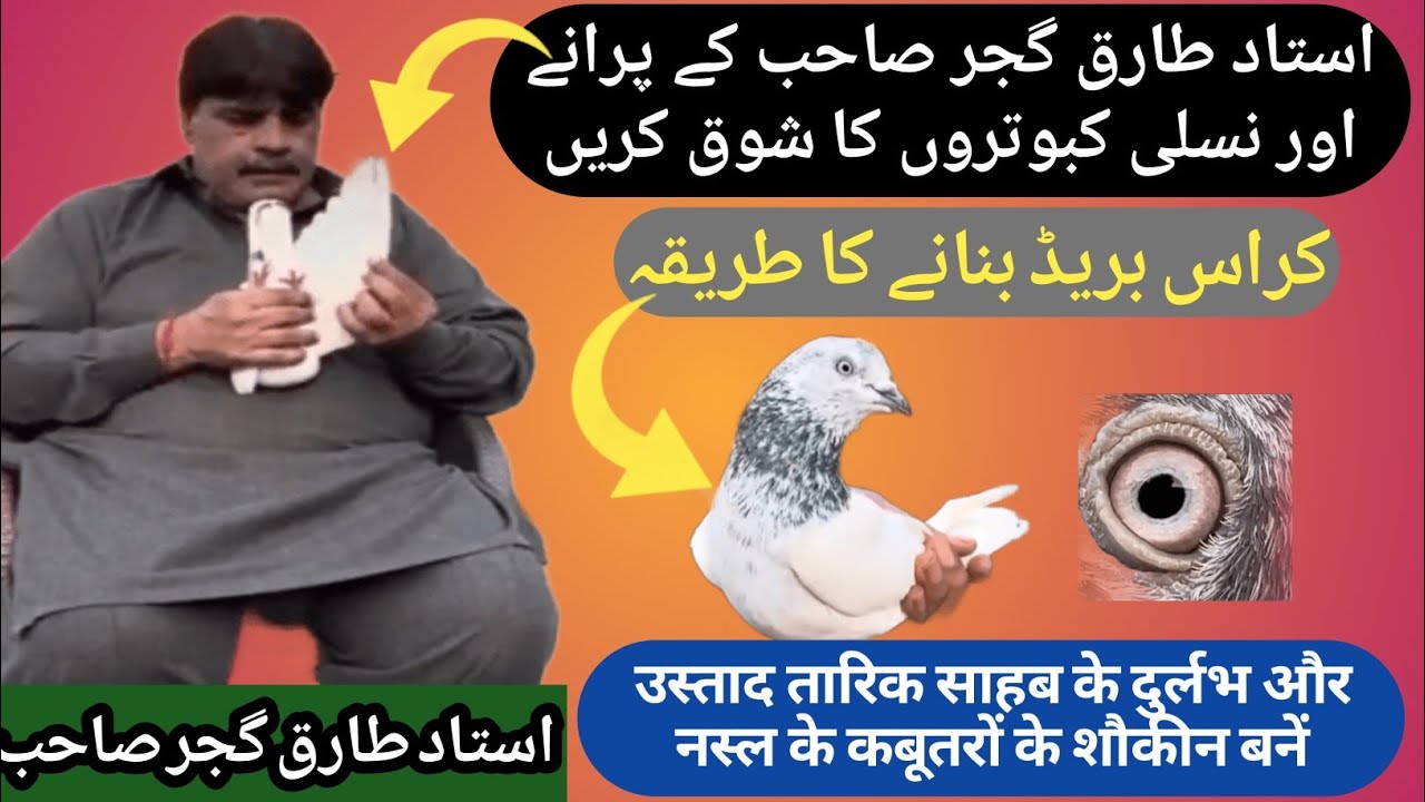 Cross Breed Banane Ka Tarika|Ustad Tariq Sb Ke Ghar Kay Kabootar Ka Shok.