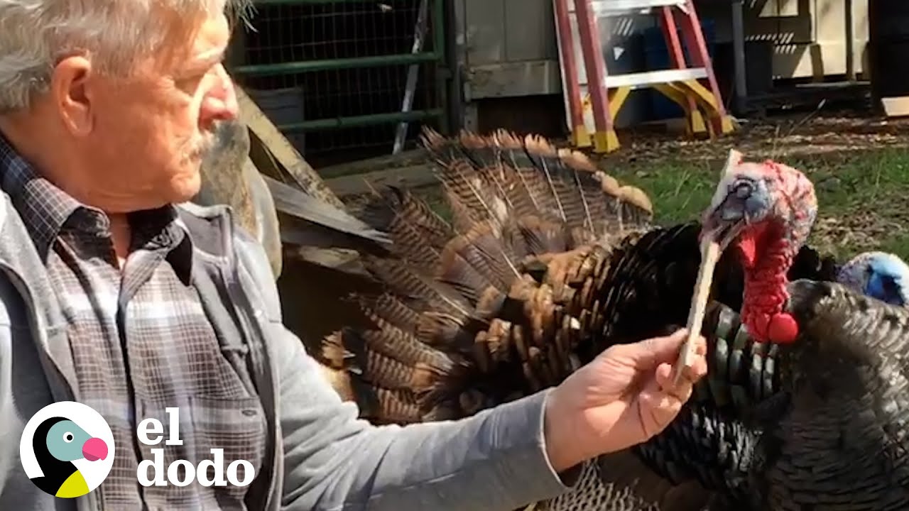 &iexcl;Pavos salvajes est&aacute;n profundamente obsesionados con este hombre! | El Dodo