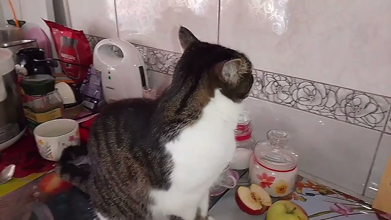 В ДОМЕ ЖИВЁТ ТОПОТУШКА!😻🐾 ИДЁМ В РЕСТОРАНТО!😹ГОЛОДНЫЕ 