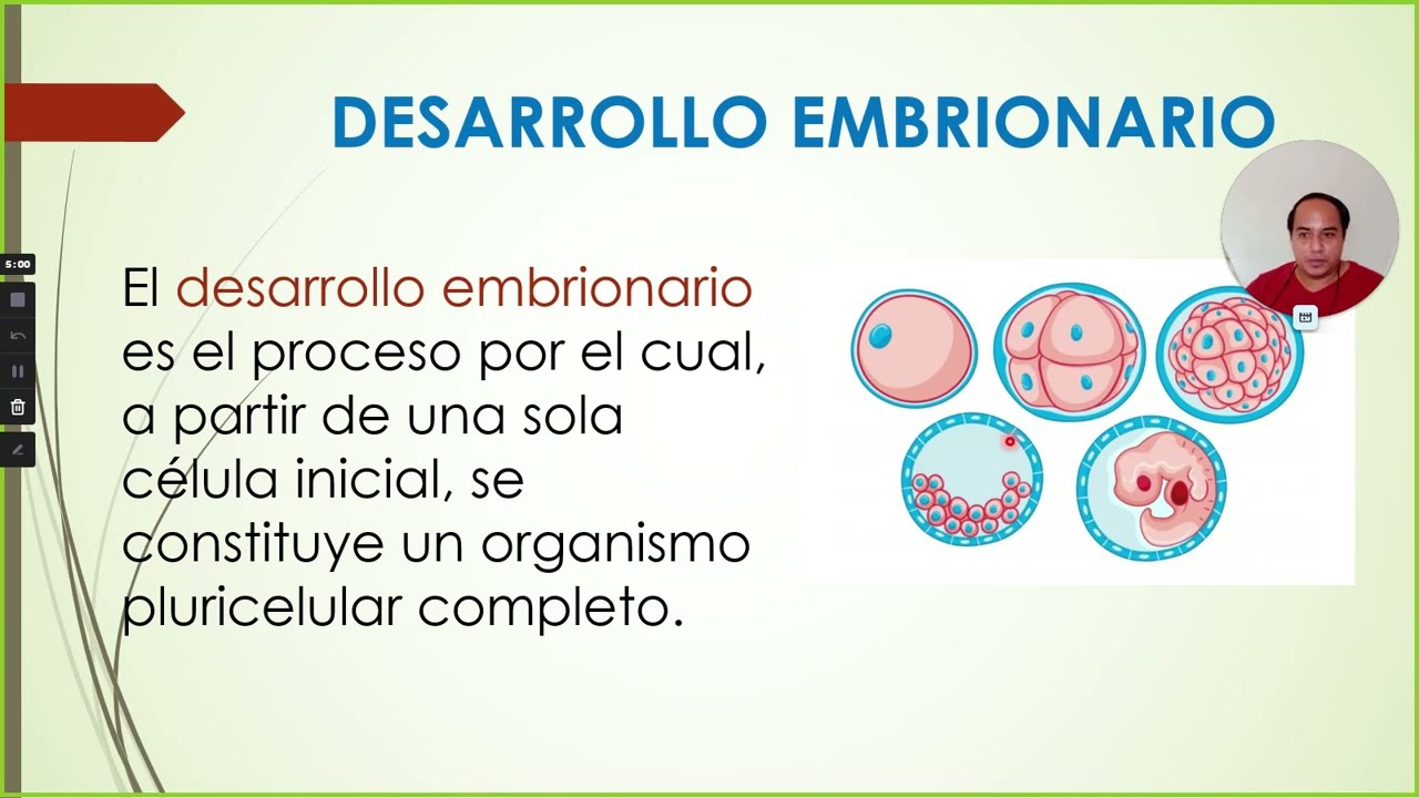 El desarrollo embrionario y la diferenciación celular (Biología 2do BGU)