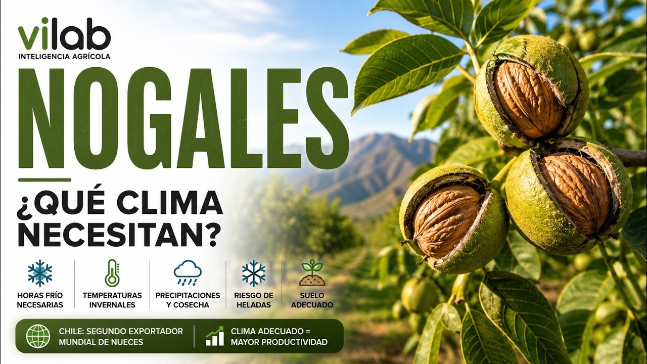 🌰  Clima para el cultivo del Nogal CHANDLER y SERR  | ViLab
