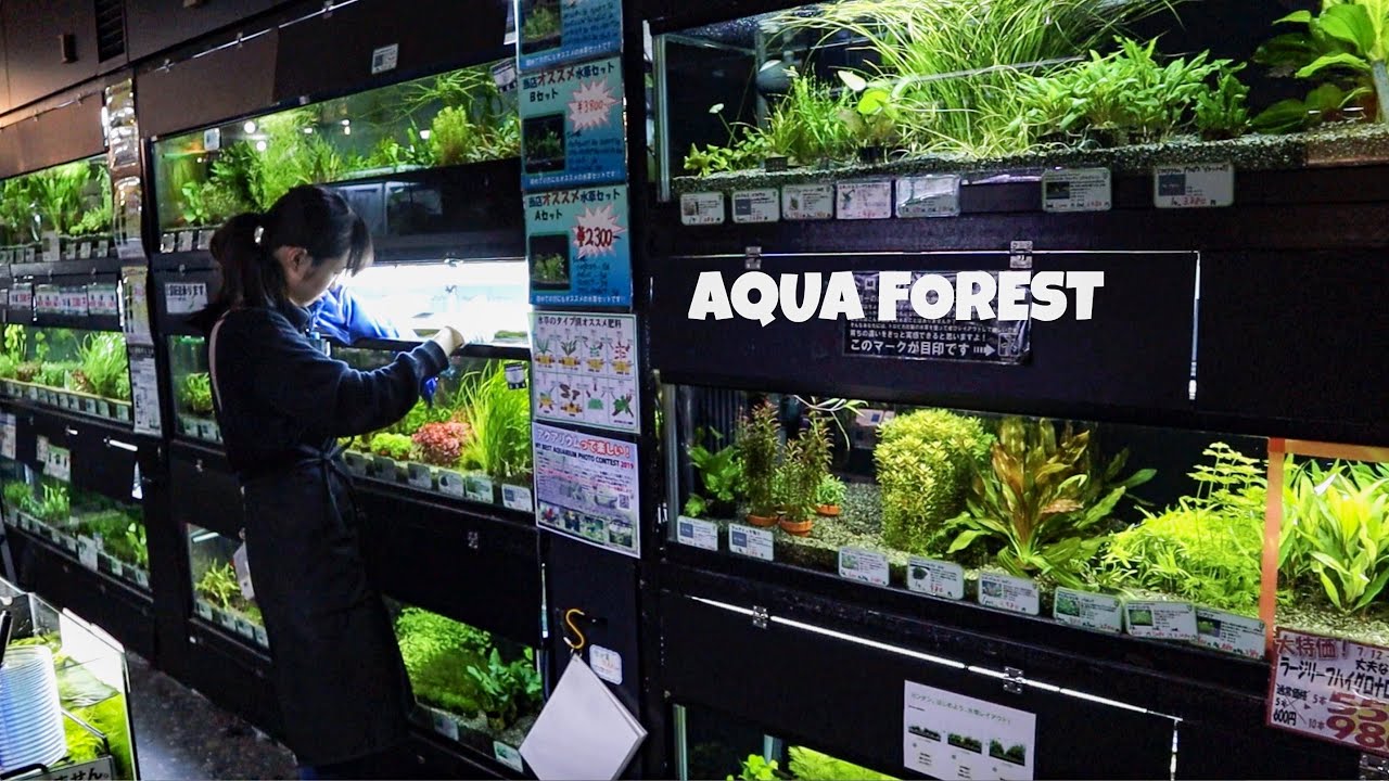 Amazing ADA Fish Store in Tokyo - Aqua Forest Shinjuku