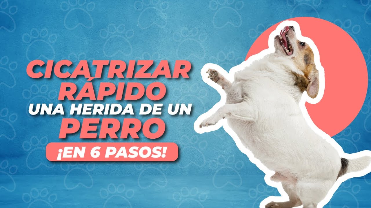 CICATRIZAR rápido una HERIDA de un PERRO ¡En 6 pasos!✅