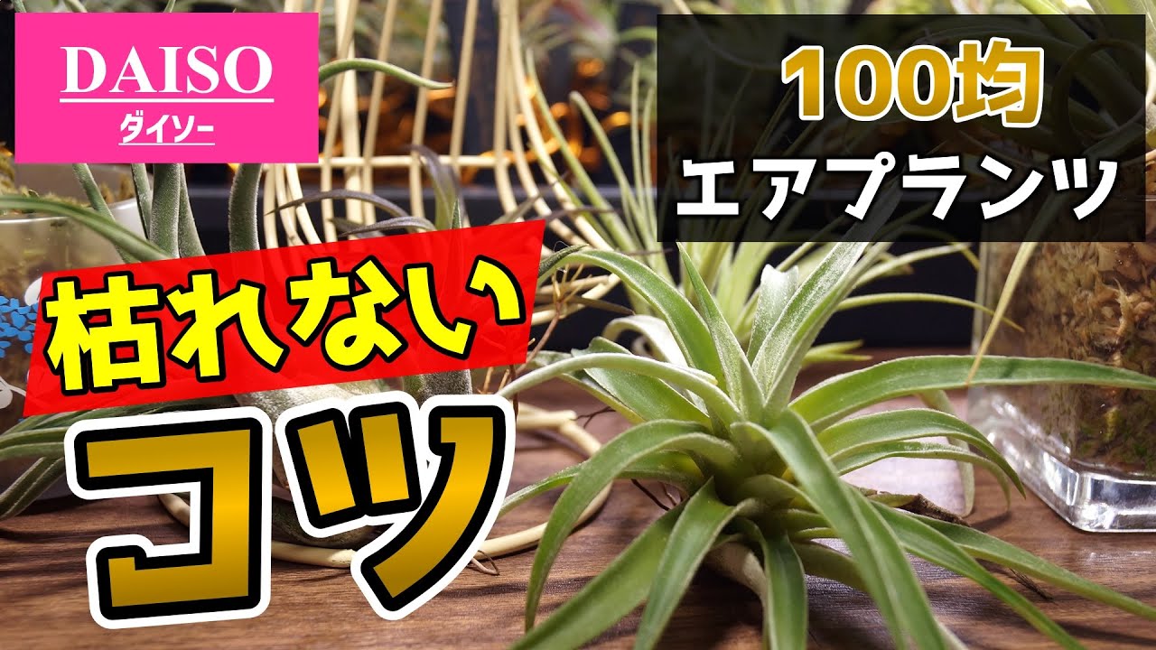 【初心者必見！】100均のエアプランツを枯らさないコツ♪【人気観葉植物チランジアの育て方】