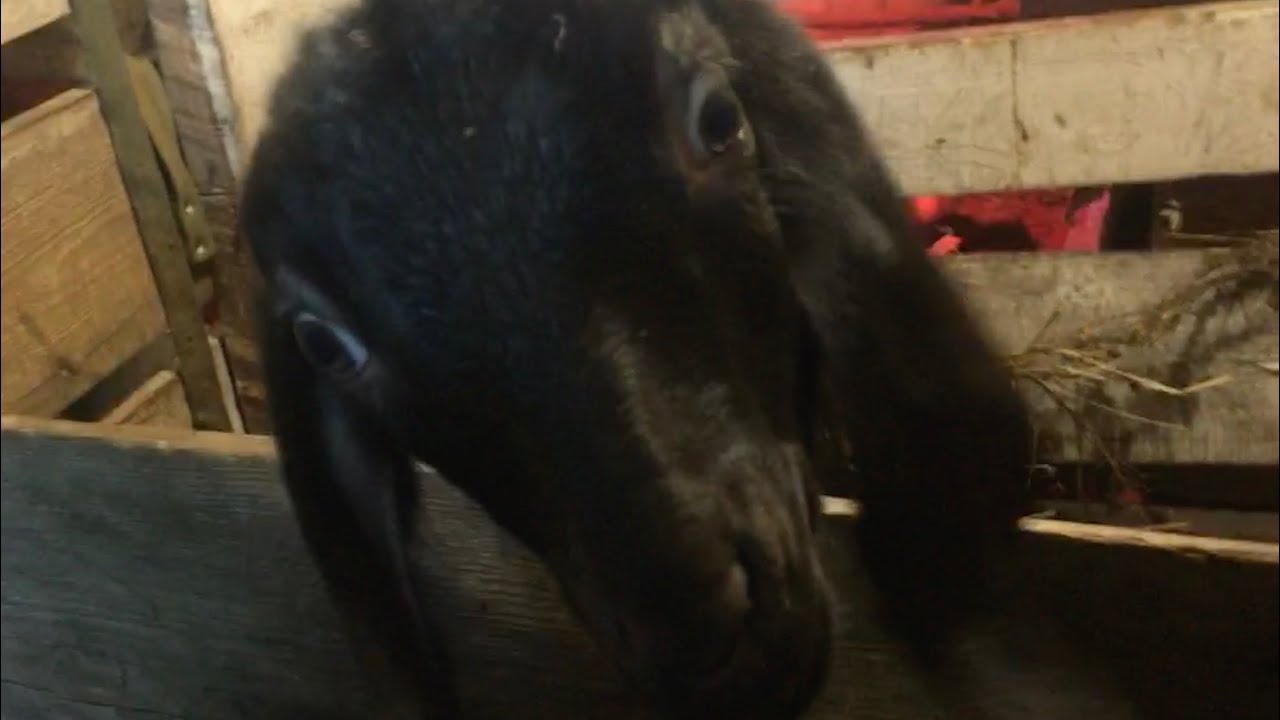 Как начать прикорм козлят. Чем и как можно кормить 2х месячных козлят?