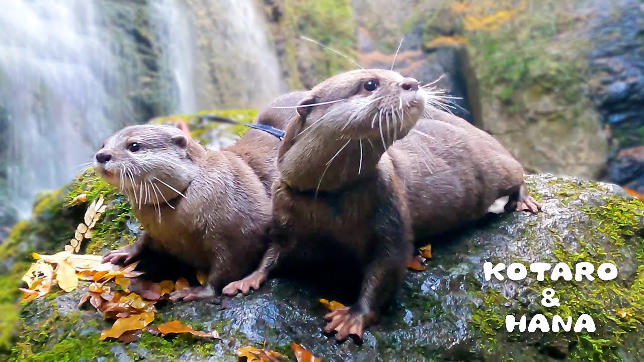 Пара выдр отправляется на двойное свидание к водопаду!