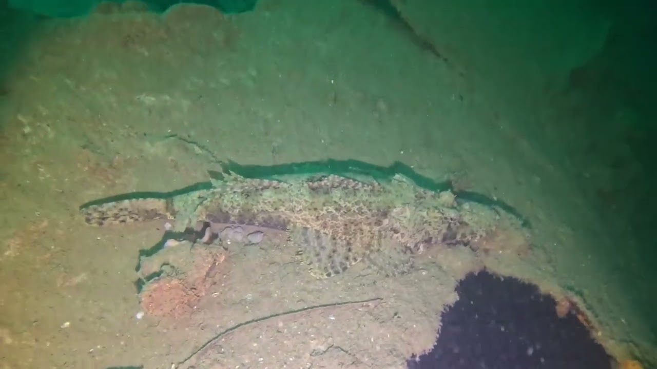 Wreck diving Olympia Maru in Coron, Philippines