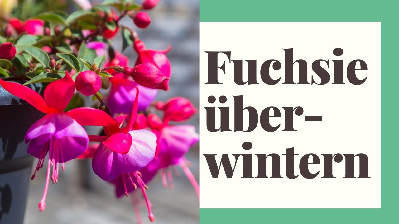 Fuchsien überwintern - Fuchsie winterhart machen