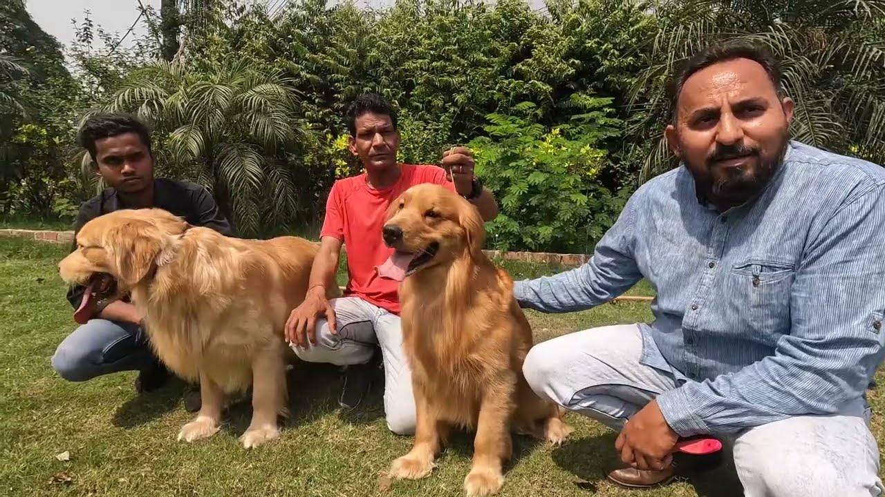 इतने खूबसूरत Golden Retriever आपने आज तक नहीं देखें होंगे शर्त लगा Lo 😲😲 | Scoobers
