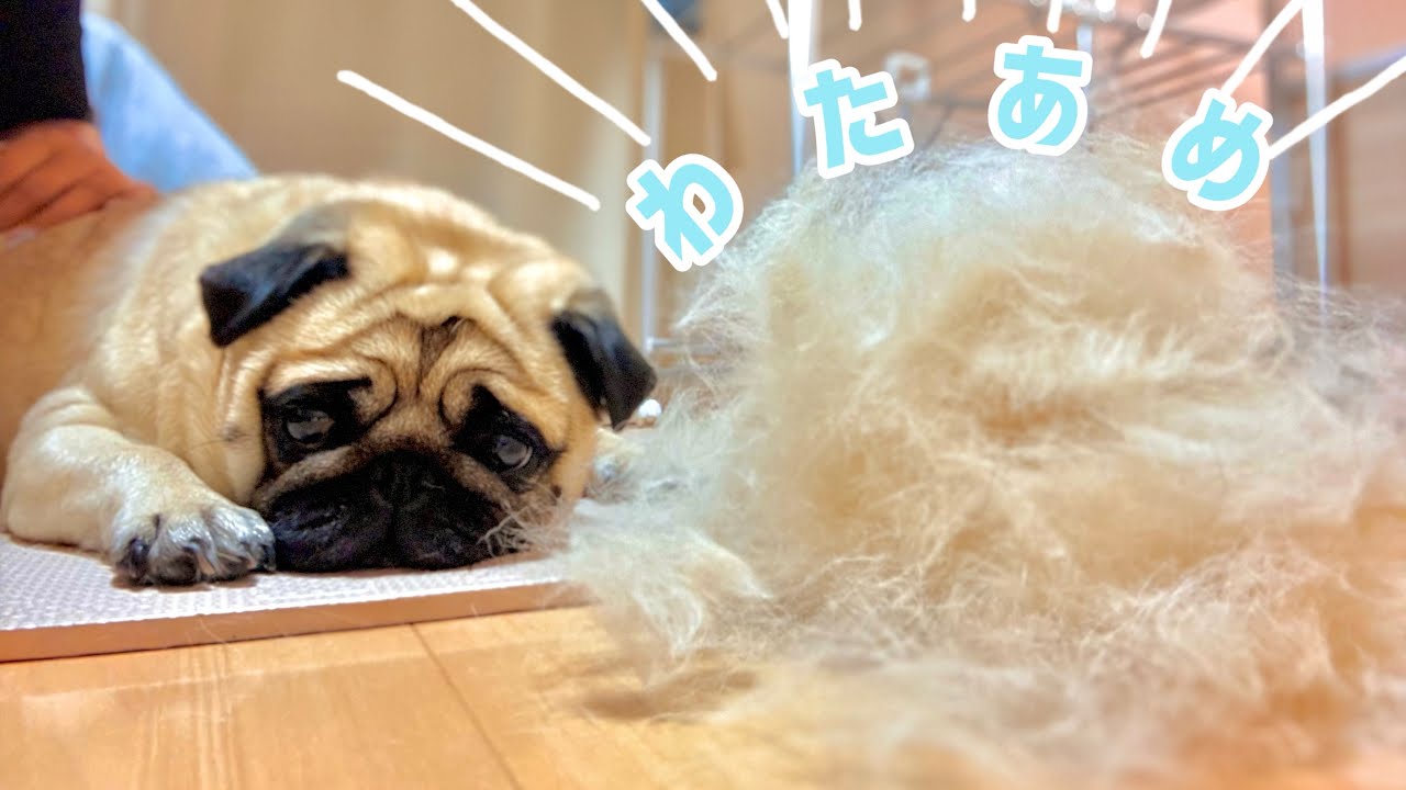 【愛犬】ブラッシングでわたあめが製造されました　#パグ #犬のいる生活 #わたあめ #pug #puglife #換毛期 