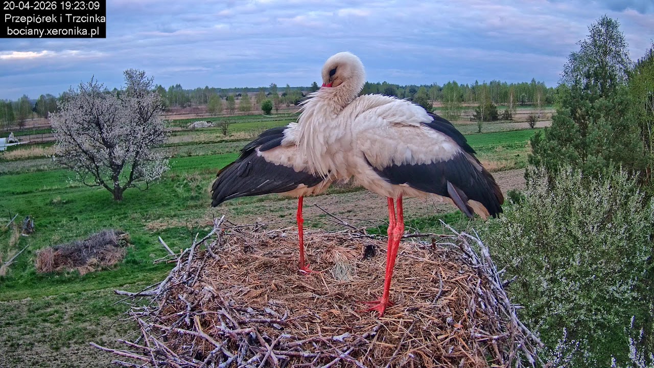 🔴 Bociany w Trzcińcu NA ŻYWO – widok z gniazda | Lubelskie, gm. Lubartów, Polska